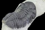 Large, Morocops Trilobite - Nice Eye Facets #76983-2